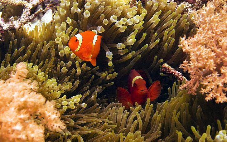 clown fish, animals, underwater, sea life, animal themes, undersea, HD wallpaper