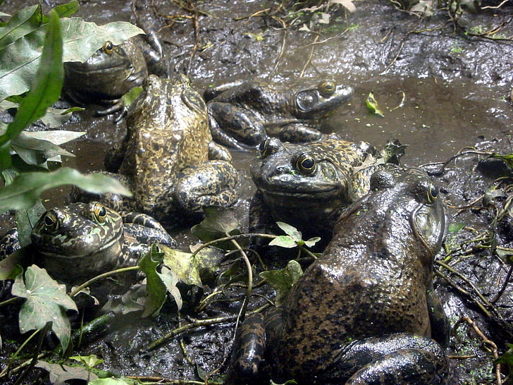 Frogs, animals in the wild, animal wildlife, animal themes, water