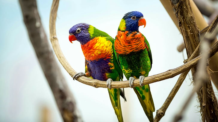 bird, parrot, couple, parrots, twig, parrot pair, cute, colorful