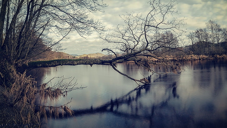 bare tree and body of water, landscape, trees, lake, winter, nature