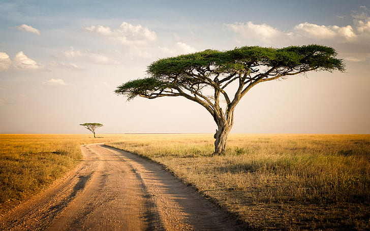 Serengeti Park Tanzania Savannah Two Lonely Trees, Dry Grass Desktop Wallpaper Hd