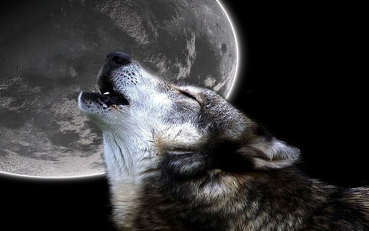howling lobo Primal Howl Abstract Photography HD Art, Moon, wolf
