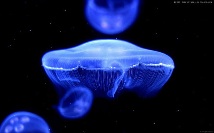 Blue Jellyfish, neon light jelly fish, animal, sea