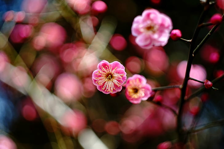 pink Cherry blossom tree, Color, Spirit, Biotar, F2.0, 梅, M42, HD wallpaper