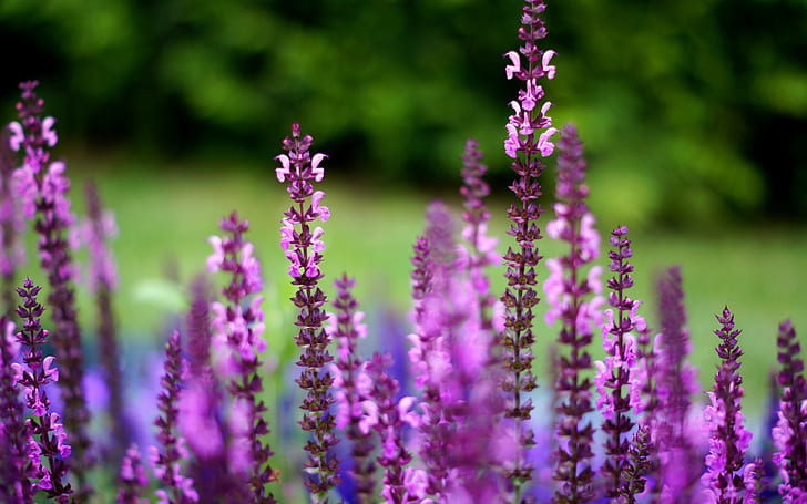Purple flowers, blurred background, pink verbenas
