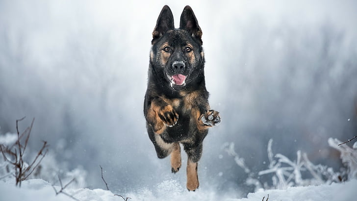 HD wallpaper: dog, german shepherd dog, snow, dog breed, winter, old german  shepherd dog | Wallpaper Flare