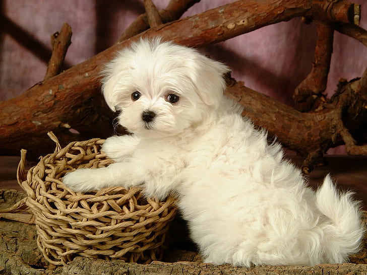 cute, dog, maltese, puppies, white