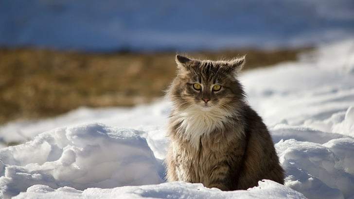 cat, winter, snow