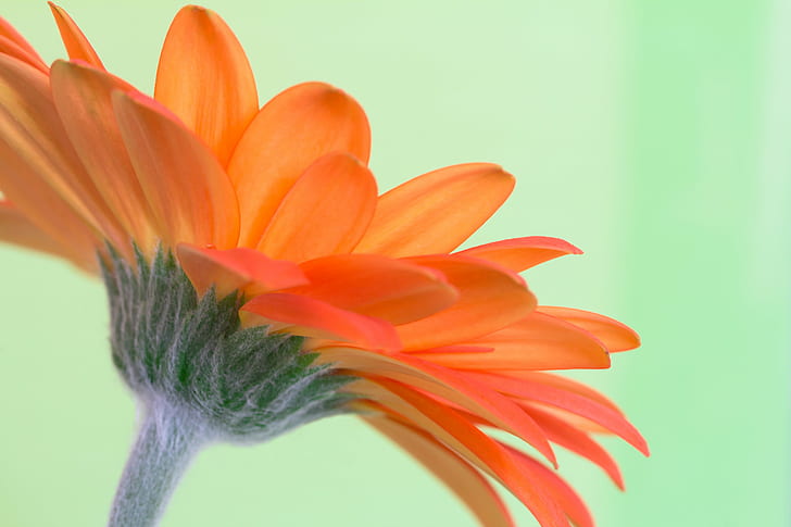 selective focus photography of orange Calendula flower, gerbera, gerbera, HD wallpaper