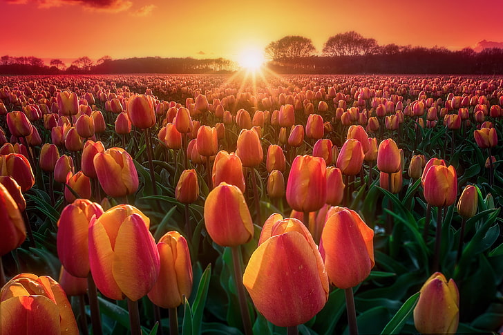 tulip 4k windows hd wallpaper free download, beauty in nature