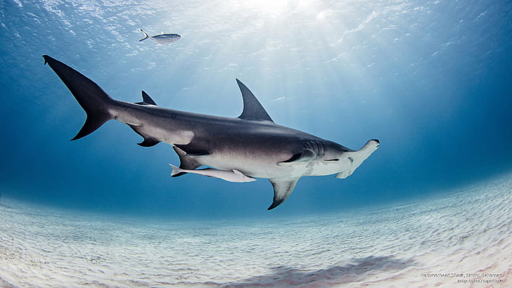 Hammerhead Shark, Bimini, Bahamas, Ocean Life