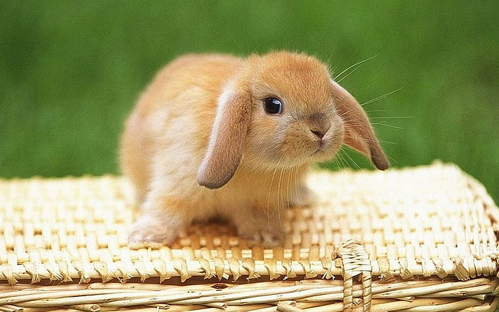 Bunny, rabbit, cute bunny, bujnny, animals, HD wallpaper