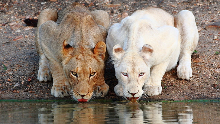 white lioness, animals, big cats, mammal, group of animals, animal wildlife