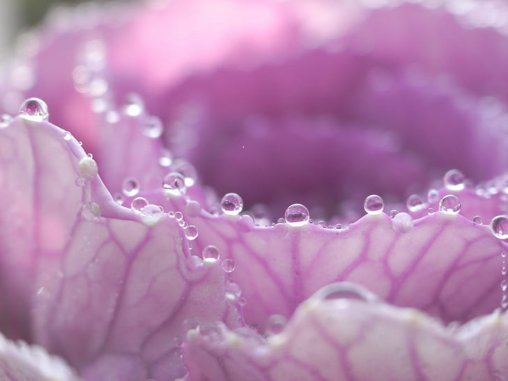 close up photo of purple petaled flower with water drops, o_o_o
