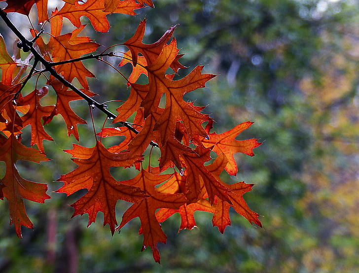 red maple leaf photo, oaks, oaks, Pin, Lumix FZ200, Fall foliage, HD wallpaper