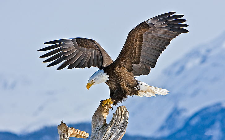 Bald Eagle Aaska Wallpaper For Mobile Phone And Pc