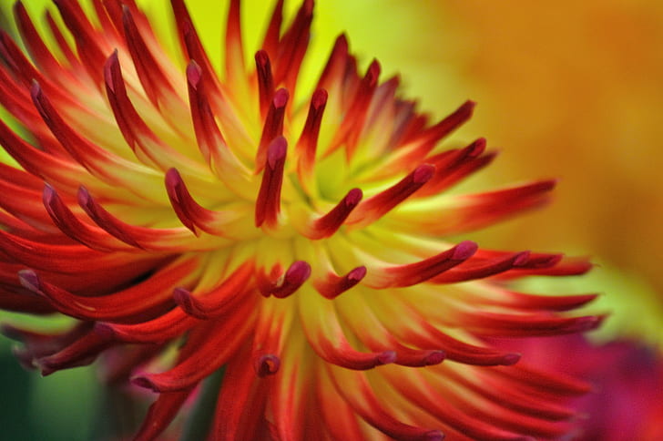 red and yellow flower close-up photo, dahlia, dahlia, nature, HD wallpaper