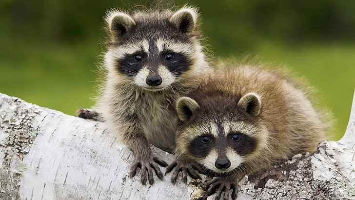 two brown raccoons, animals, animal themes, mammal, group of animals