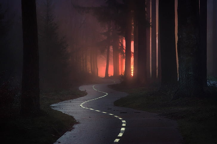 forest, trees, road