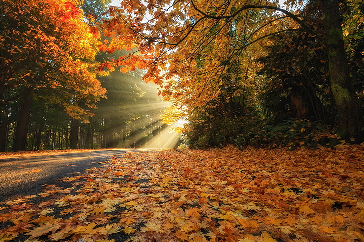 road, autumn, forest, leaves, rays, trees, foliage, Canada