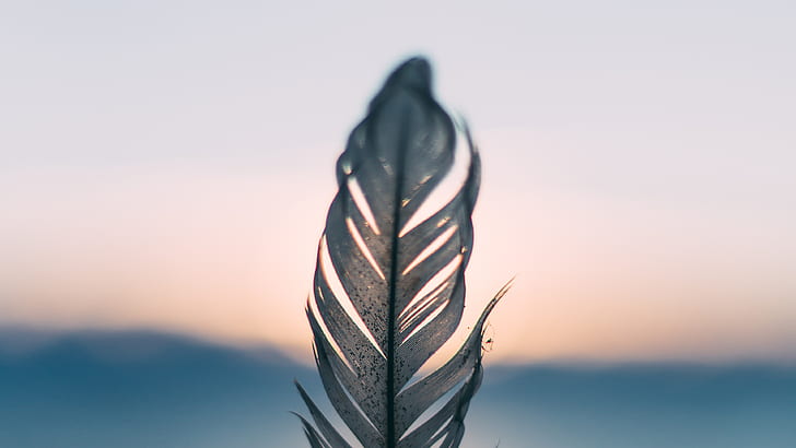 feathers, sunset, depth of field
