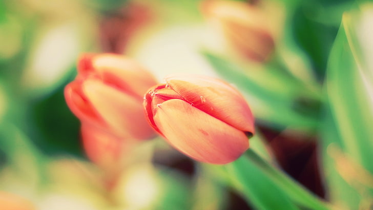 tulips, flowers, macro, plants, flowering plant, beauty in nature, HD wallpaper