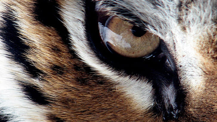 Tiger Eye, white brown and black tiger eye, big cats, cubs, nature, HD wallpaper