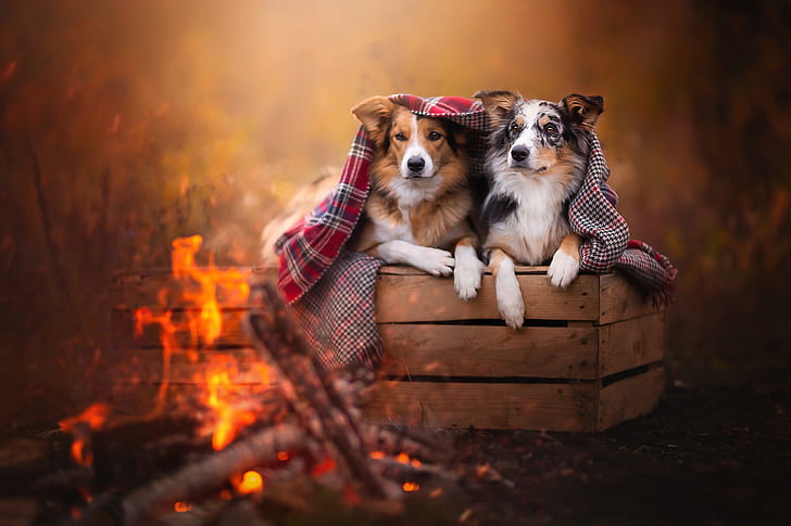 autumn, dogs, look, nature, pose, comfort, heat, background, HD wallpaper