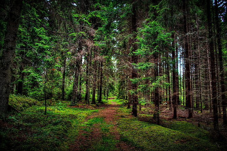 Forests Trees Trail Nature, HD wallpaper