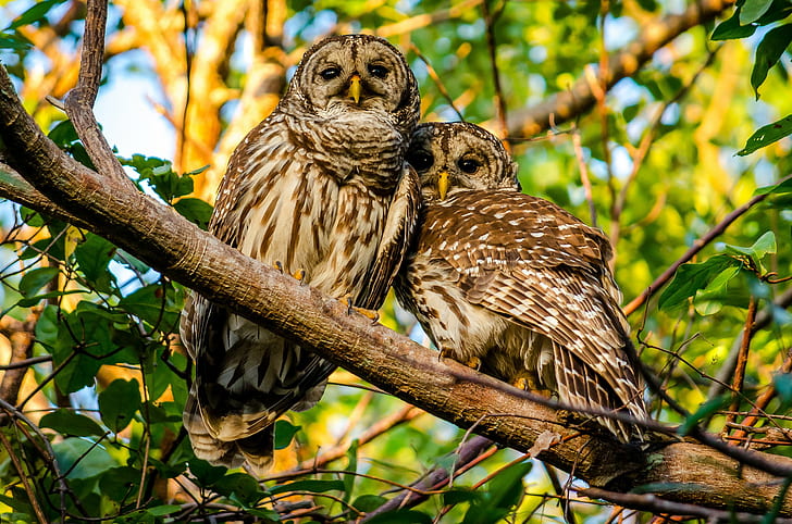 Mottled owl, owls, Birds, couple, branch, HD wallpaper