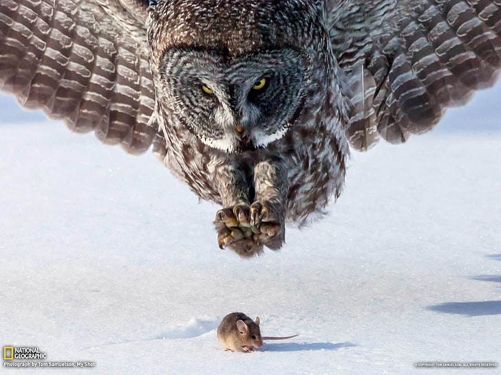 brown and white owl hunting brown mouse on during winter, National Geographic