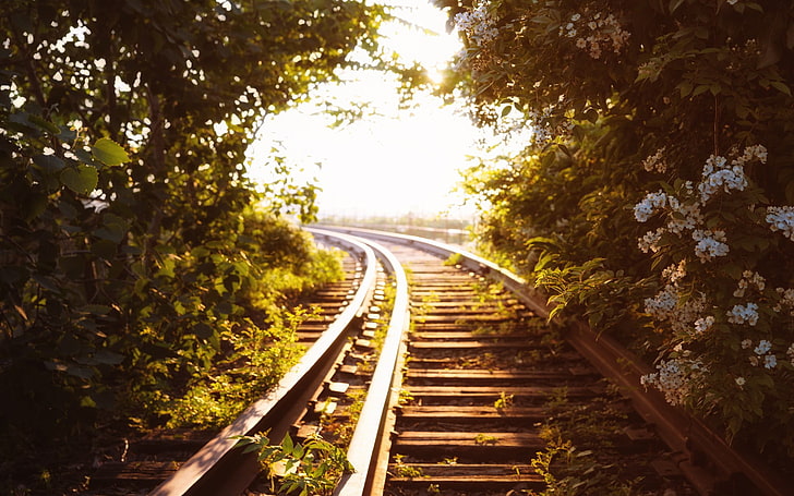 brown metal train railway, flowers, sunlight, plants, track, tree