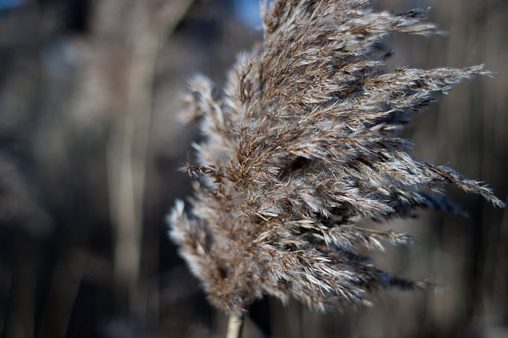 brown and black fur coat, nature, seeds, grass, wind, close-up