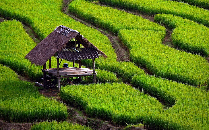 rice field-Natural landscape widescreen Wallpaper, brown nipa hut