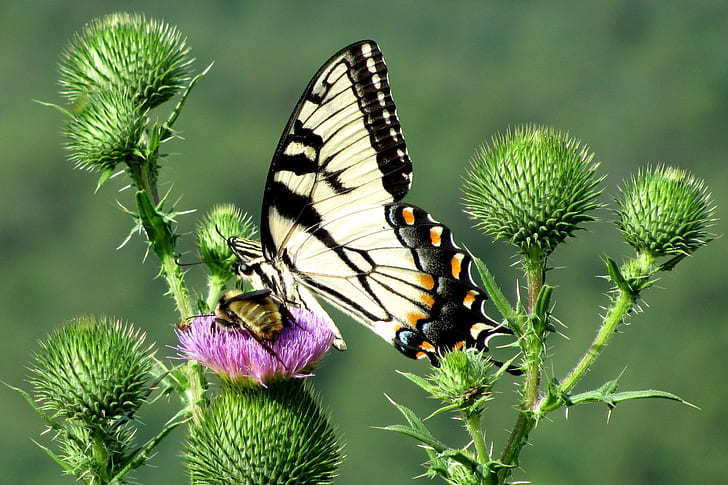 Tiger Swallowtail butterfly perched on pink flower in closeup photo, pilot mountain, pilot mountain