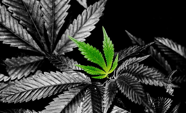 HD wallpaper: Weed In Color, green cannabis leaf, Black and White, plant  part | Wallpaper Flare