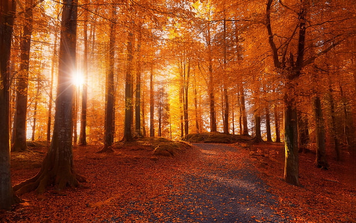 orange leafed forest, sun ray passing through brown trees, morning