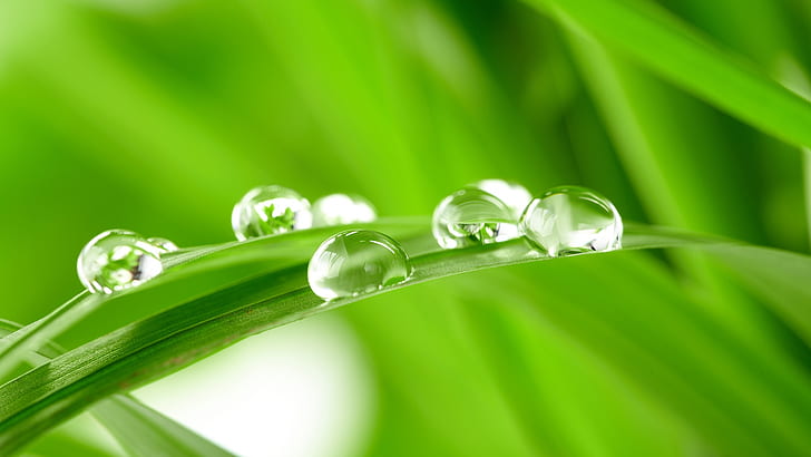 Morning dew on the fresh green leaves, HD wallpaper