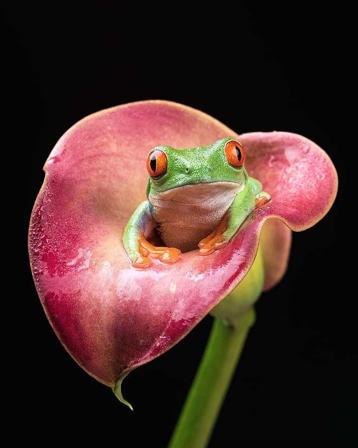 green frog on pink Calla lily flower, red-eyed tree frog, red-eyed tree frog