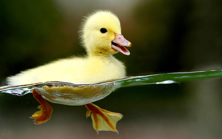 A Young Duckling. ., bird, vertebrate, animal themes, animal wildlife