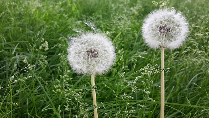 nature, flowers, plant, dandelion, growth, freshness, green color, HD wallpaper