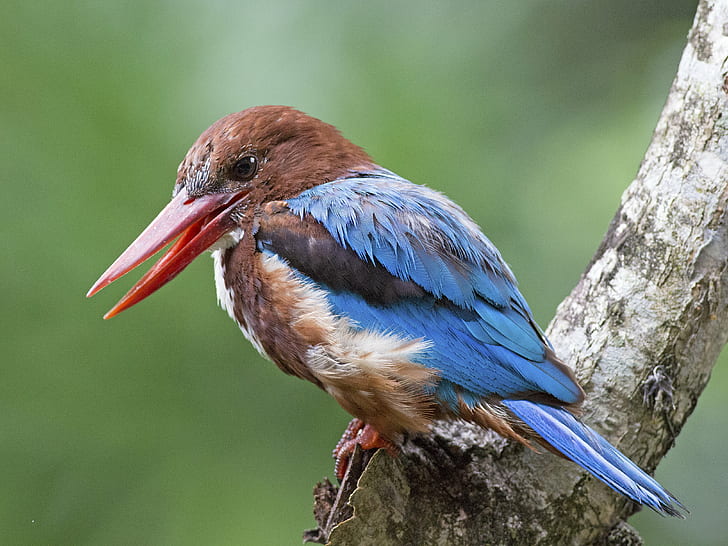 blue and brown bird on tree closeup photo, white-throated kingfisher, halcyon, white-throated kingfisher, halcyon
