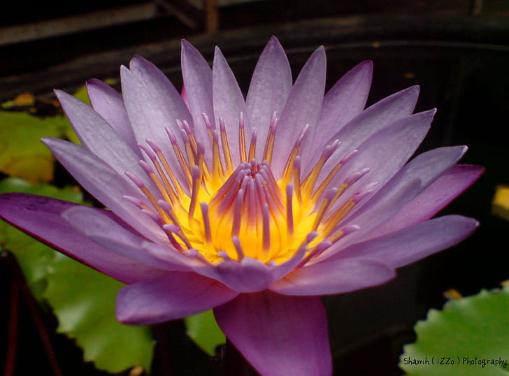 closeup photo of purple Waterlily flower, lotus, lotus, Beautiful