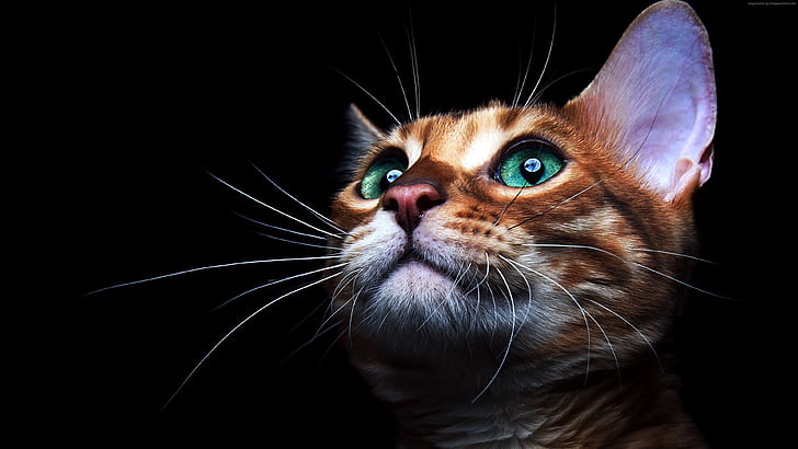 Cute kitten face, green eyes, black background, HD wallpaper