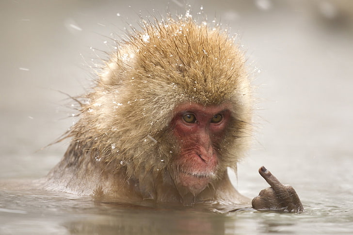 face, water, the situation, bathing, monkey, fingers, middle finger