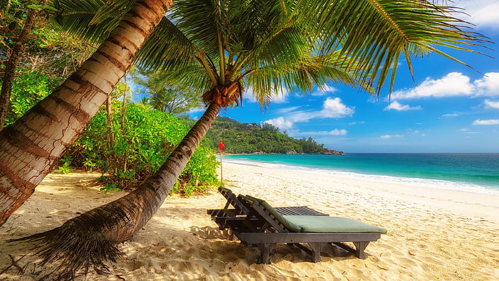 tropics, caribbean, palm tree, beach, shore, vacation, sky, HD wallpaper