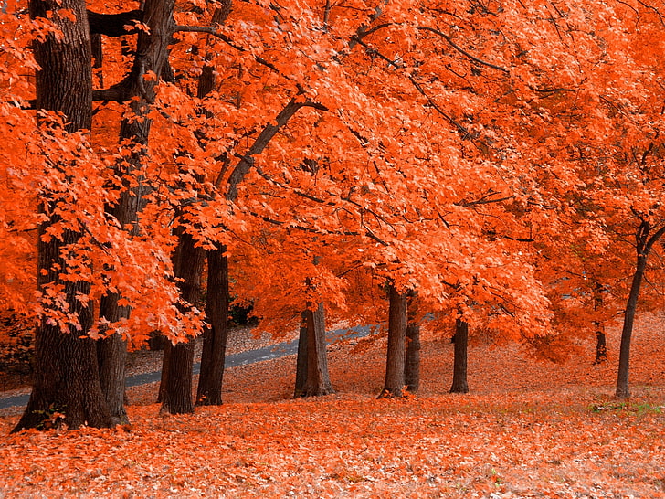 red maple trees forest, landscape, fall, red leaves, nature, autumn, HD wallpaper