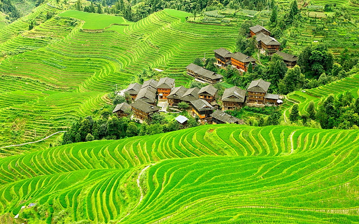 landscape, nature, field, terraced field, China, rural scene, HD wallpaper
