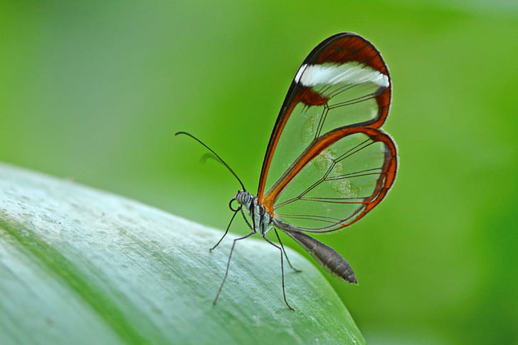 brown glass wing butterfly on leaf macro photography, butterfly, HD wallpaper