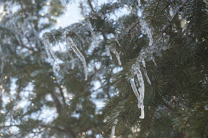 icicle, pine trees, nature, branch, plant, growth, no people, HD wallpaper
